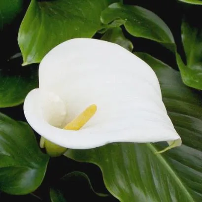 Ciencia y Poesía de Francisco Redondo: Cala (Calla aethiopica Fam ...