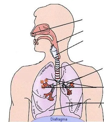 CIENCIA: El Sistema Respiratorio