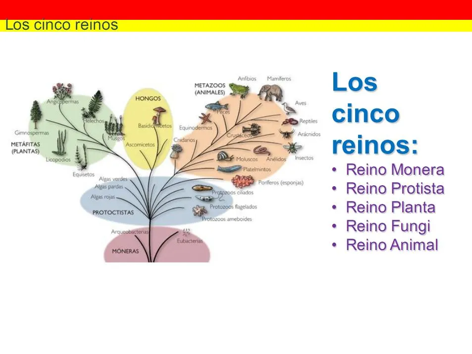 CIENCIA TECNOLOGÍA Y AMBIENTE: LOS CINCO REINOS