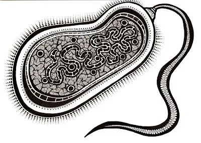 Bacterias para dibujar - Imagui