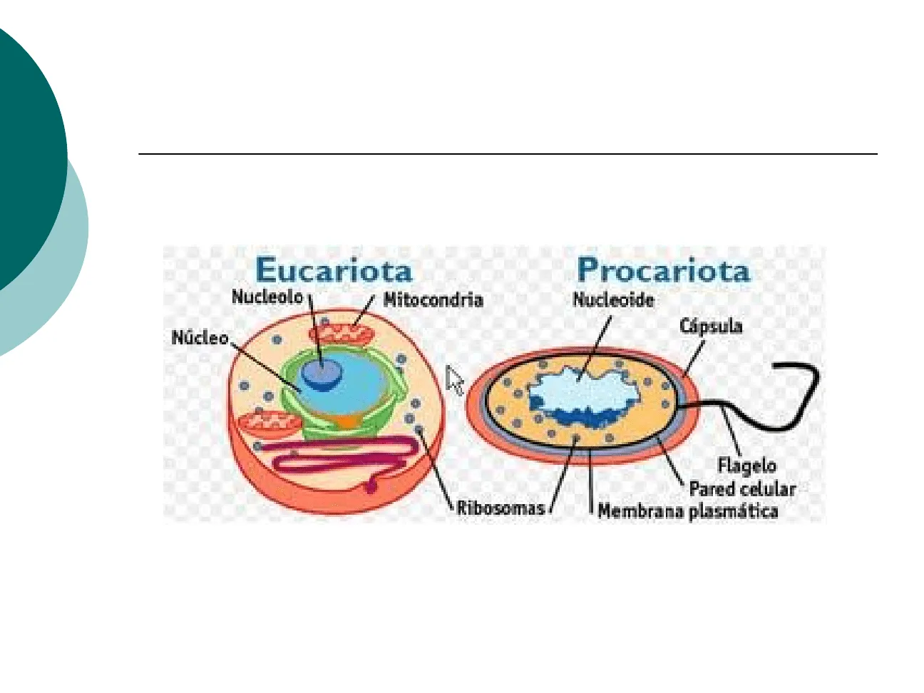 Ciencia de la vida: COMPARACIÓN ENTRE CELULA PROCARIOTA O EUCARIOTA