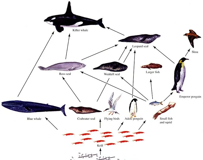 LA CIENCIA DE LA VIDA: REDES TRÓFICAS ANIMADAS. HAPPY FEET