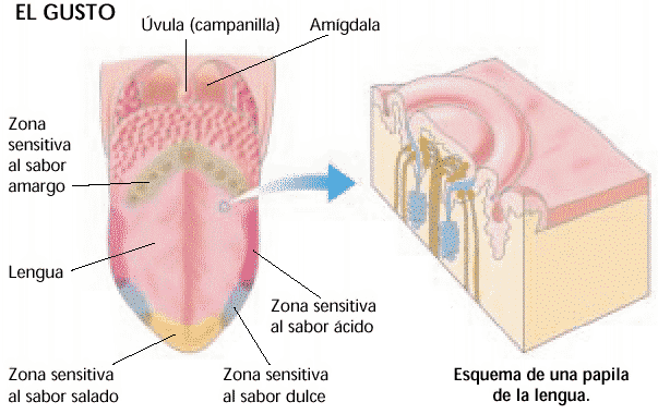 Ciencias 1º 8: LOS 5 SENTIDOS DEL CUERPO HUMANO