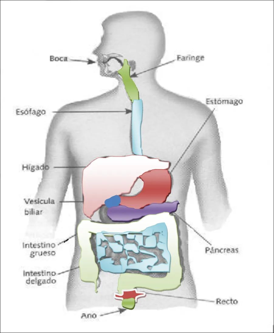 Rompecabezas del sistema digestivo para niños - Imagui