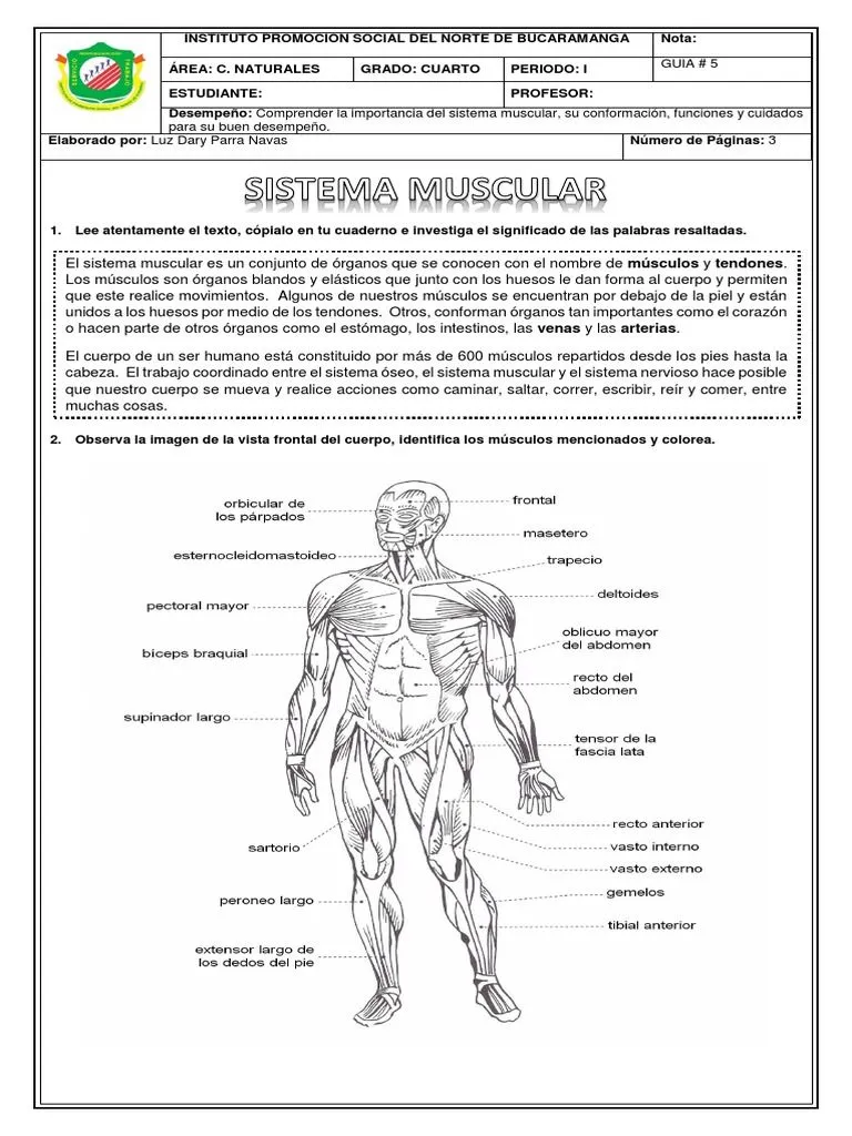 Ciencias 4-5 PDF | PDF | Músculo | Sistema musculoesquelético