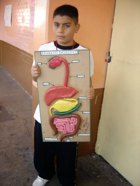 CIENCIAS I ( BIOLOGIA ): MAQUETAS APARATO DIGESTIVO