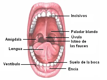 CIENCIAS BIOLOGICAS: ANATOMIA Y FISIOLOGIA DEL SISTEMA DIGESTIVO ...