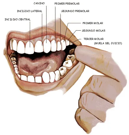 CIENCIAS BIOLOGICAS: ANATOMIA Y FISIOLOGIA DEL SISTEMA DIGESTIVO ...