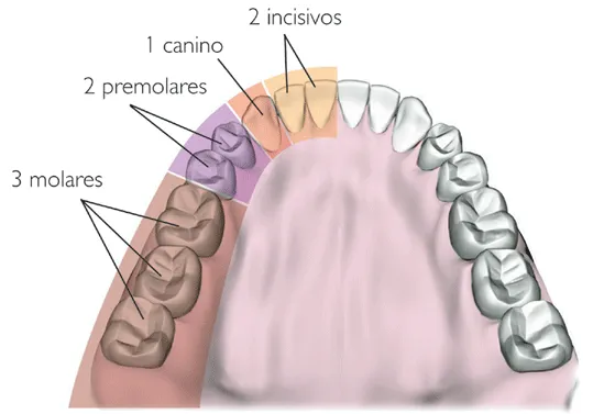 CIENCIAS BIOLOGICAS: ANATOMIA Y FISIOLOGIA DEL SISTEMA DIGESTIVO ...