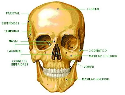 CIENCIAS BIOLOGICAS: ANATOMIA Y FISIOLOGIA DEL SISTEMA OSEO