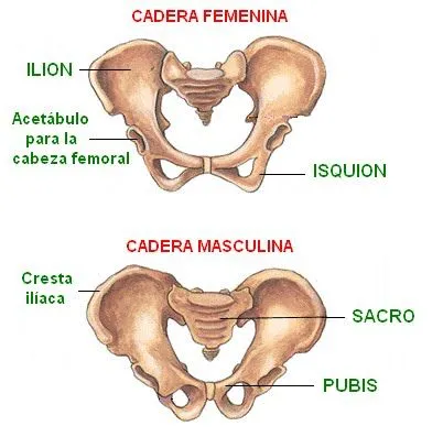 CIENCIAS BIOLOGICAS: ANATOMIA Y FISIOLOGIA DEL SISTEMA OSEO