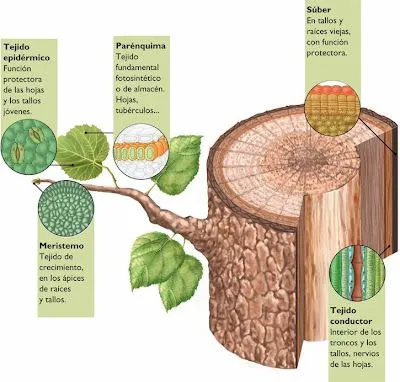 CIENCIAS BIOLOGICAS: CLASIFICACION DE LOS TEJIDOS