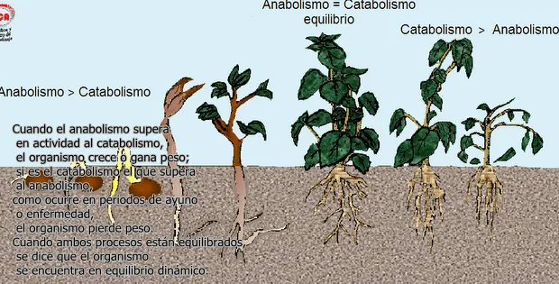 CIENCIAS BIOLOGICAS: METABOLISMO funciones de los seres vivos