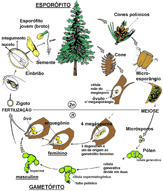 CIENCIAS BIOLOGICAS: ORIGEN Y ANCESTROS DE LAS ANGIOPERMAS Y ...