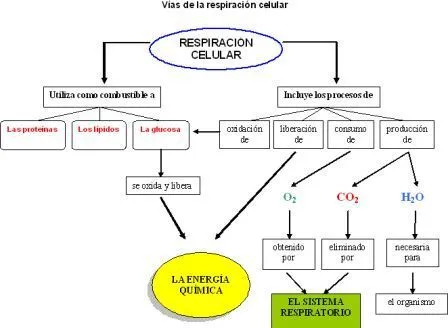 CIENCIAS BIOLOGICAS: RESPIRACION CELULAR