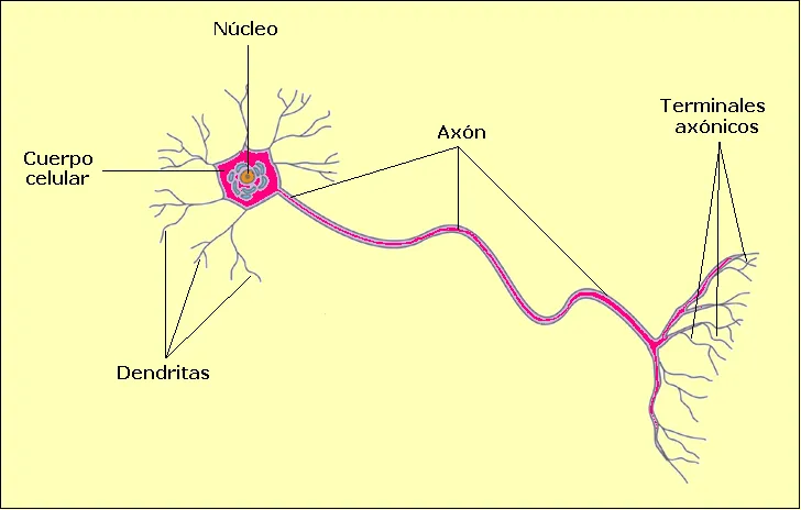 CIENCIAS BIOLOGICAS: TEJIDO NERVIOSO