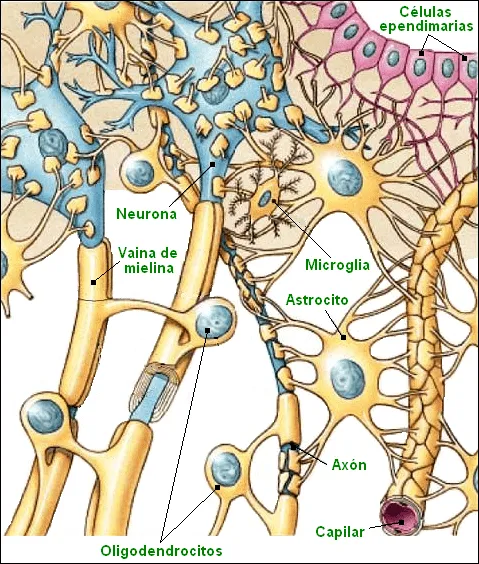 CIENCIAS BIOLOGICAS: TEJIDO NERVIOSO