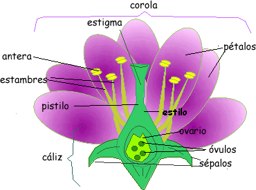 Ciencias Los Boscos