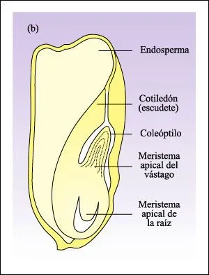 Ciencias Primer ciclo / Postítulo 2010: 19032011++¿Qué comemos??