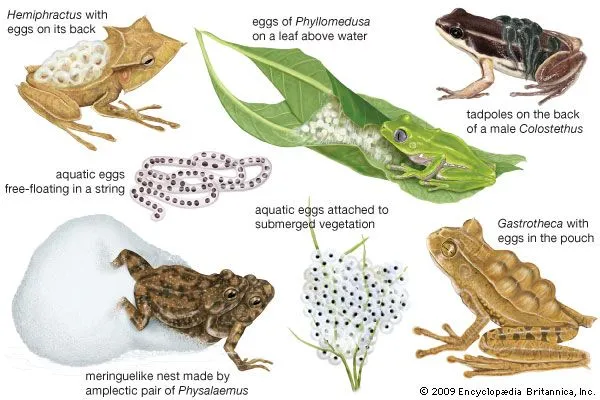 Ciencias de Joseleg: Anuros “ranas y sapos” y el sistema ...