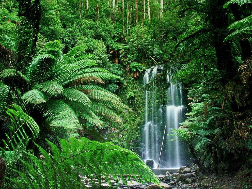 Ciencias de Joseleg: Bosque tropical