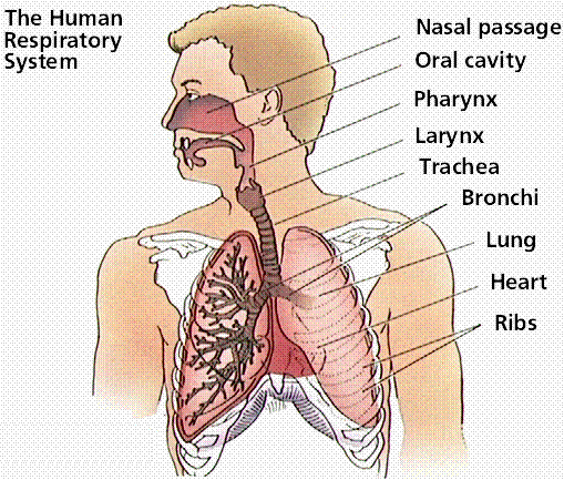 Ciencias de Joseleg: Los conductos aéreos de los pulmones Cavidad ...