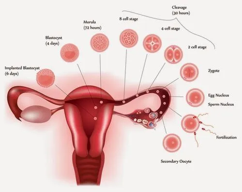 Ciencias de Joseleg: De la fecundación a la implantación