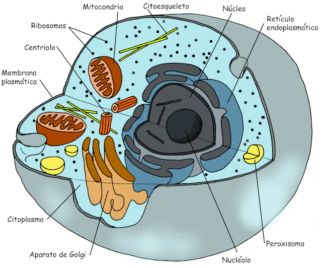 Ciencias para el Mundo Contemporáneo : Célula animal y célula vegetal