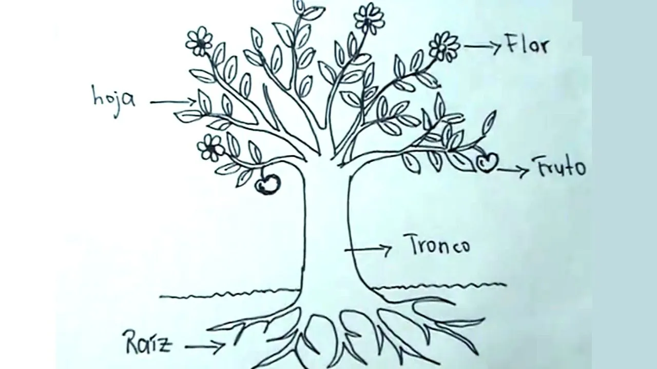 Ciencias Naturales 2/5 - Cómo dibujar una planta, árbol y sus partes -  YouTube