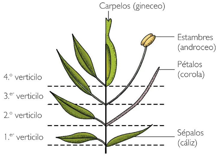 CIENCIAS NATURALES Y AMBIENTALES 801: REPRODUCCIÓN DE LAS ANGIOSPERMAS