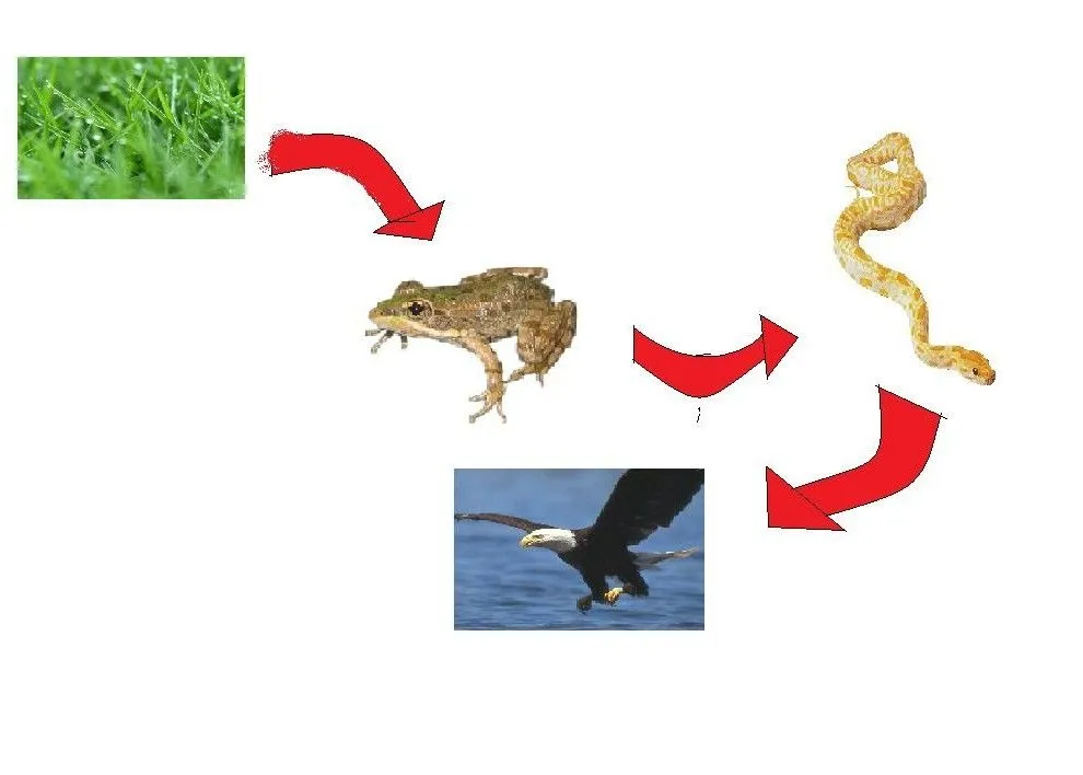 CIENCIAS NATURALES: CADENA ALIMENTICIA