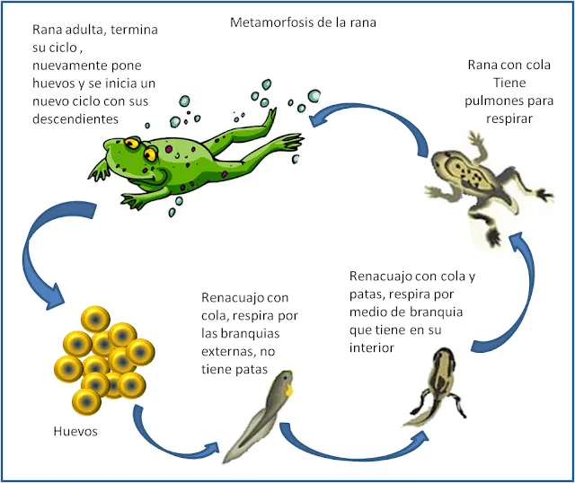 ciencias naturales: ciclo de vida en animales