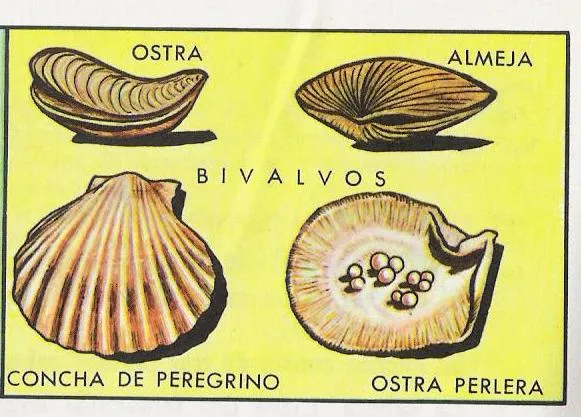 CIENCIAS NATURALES: DIBUJOS " MOLUSCOS "