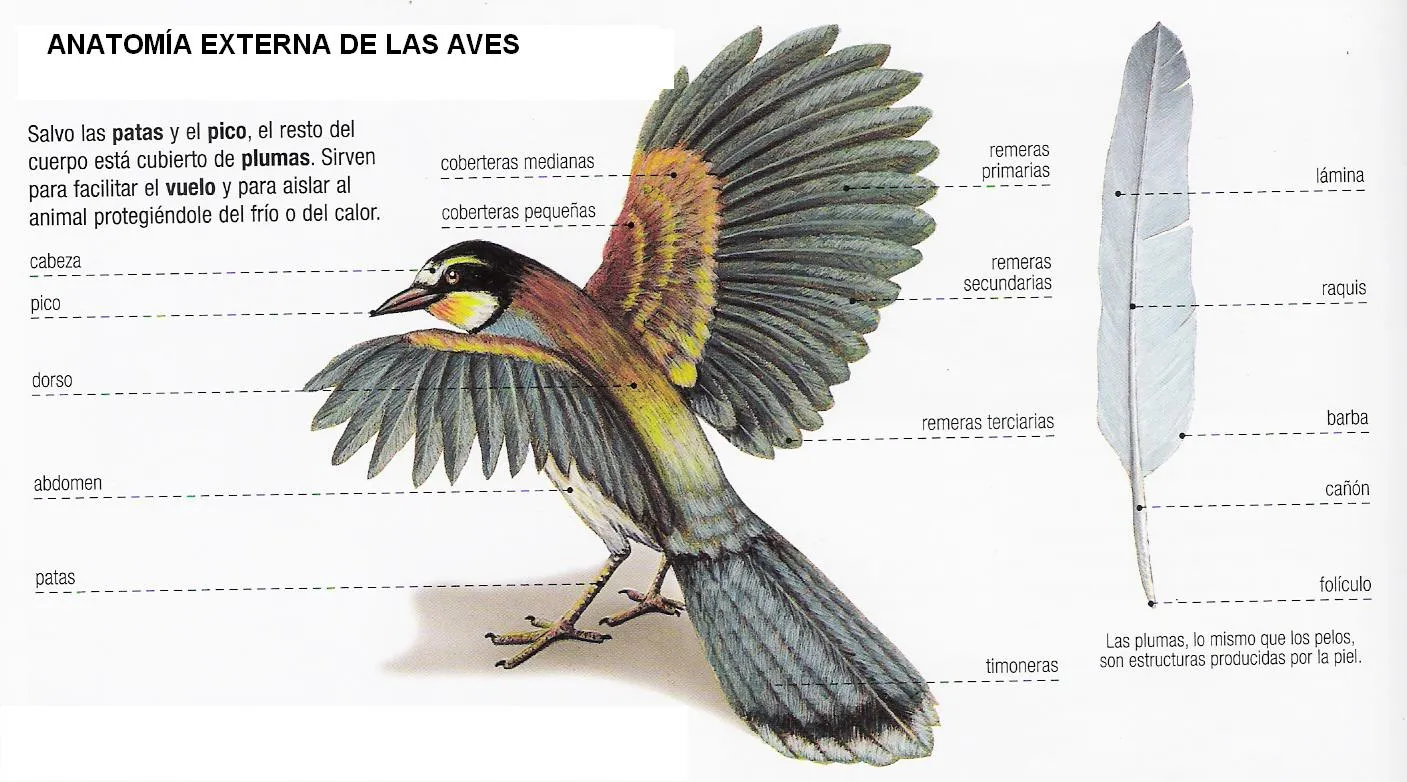 CIENCIAS NATURALES: ESQUEMA DE LAS AVES