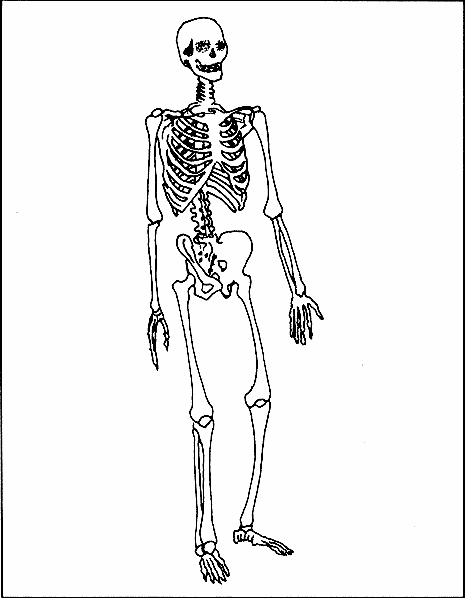 El sistema oseo para dibujar - Imagui