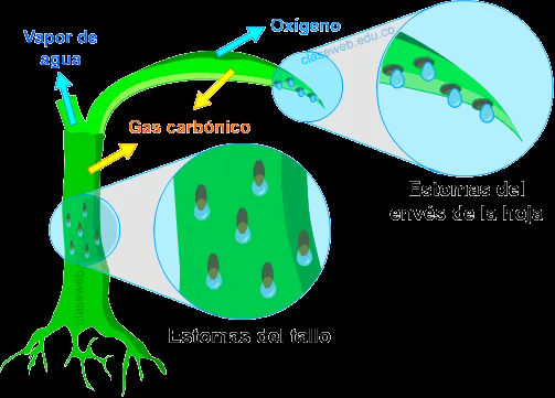 MIGUEL MALDONADO: UNIDAD 8 EXCRECIÓN DE LAS PLANTAS