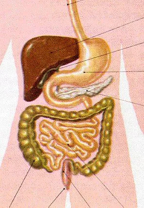 Ciencias Naturales Online » Ciencias Naturales Sistema Digestivo