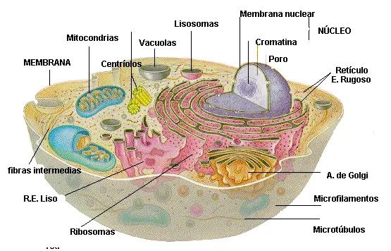 Ciencias Naturales Online » Ciencias Naturales Las celulas – 3