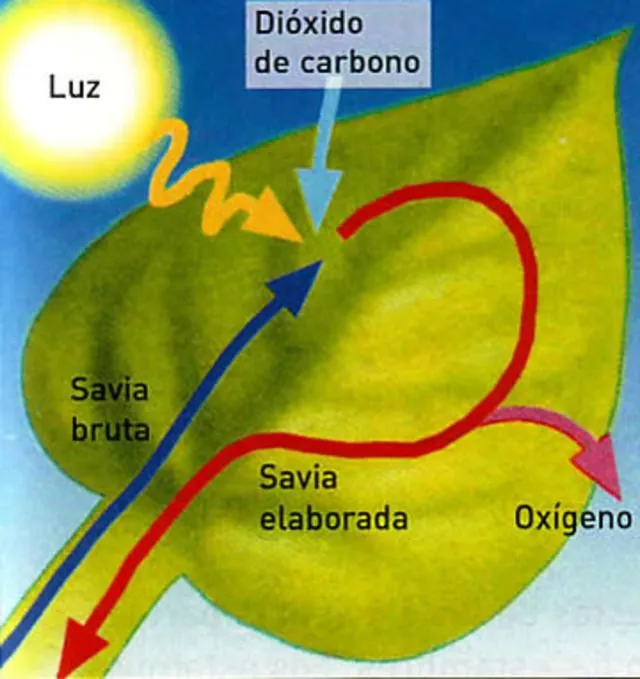 CIENCIAS NATURALES: Las plantas y La Fotosintesis (1er Año)