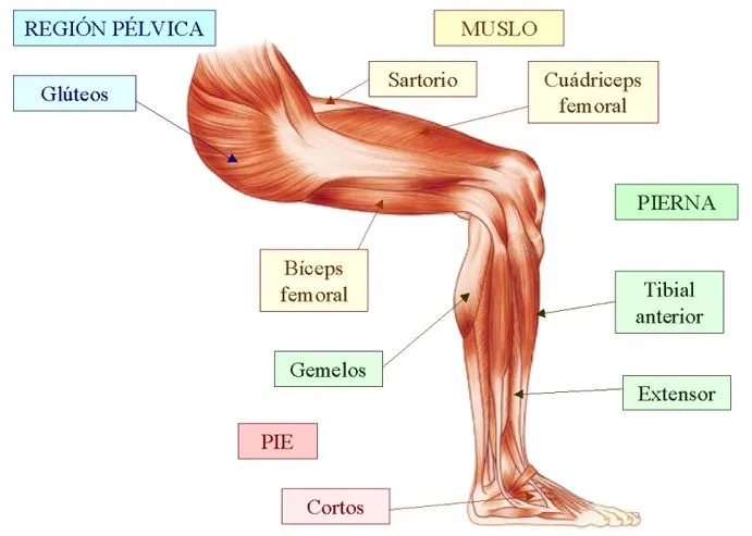 Ciencias Naturales: Primaria: El sistema muscular