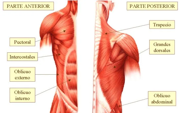 Ciencias Naturales: Primaria: El sistema muscular