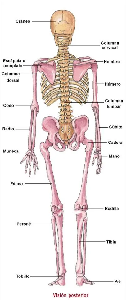 Ciencias Naturales: Primaria: El sistema óseo