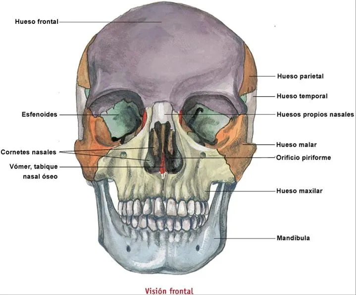 Ciencias Naturales: Primaria: El sistema óseo