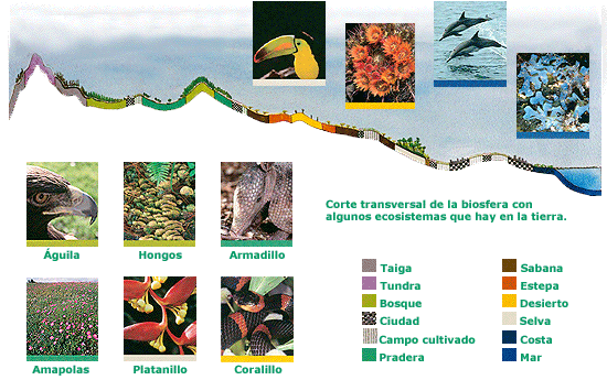 Ciencias Naturales Quinto grado