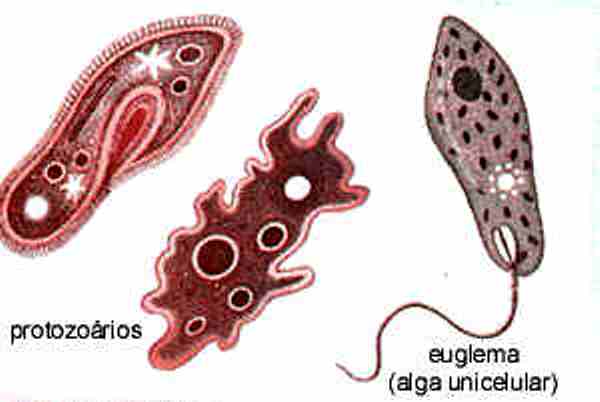 ciencias naturales: reino protista