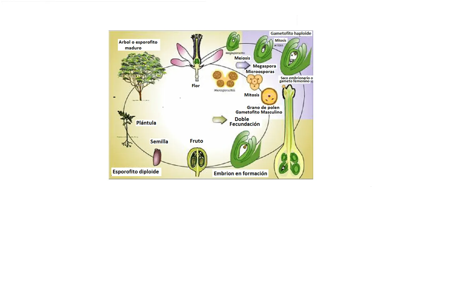 CIENCIAS NATURALES: REPRODUCCIÓN EN ANGIOSPERMAS