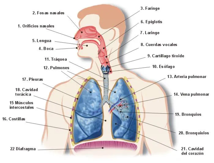 CIENCIAS NATURALES SEXTO 2013: APARATO RESPIRATORIO HUMANO