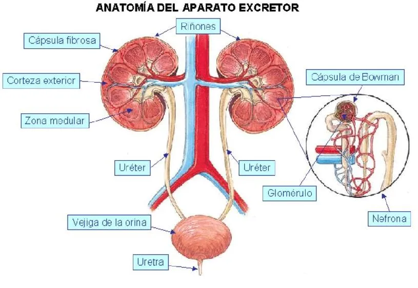 Ciencias Naturales Online » Ciencias Naturales El Sistema Excretor