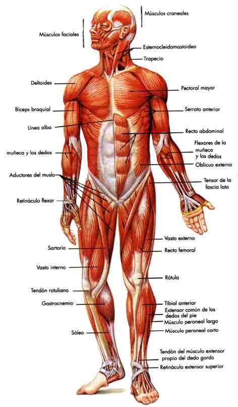 Ciencias Naturales: El sistema locomotor humano