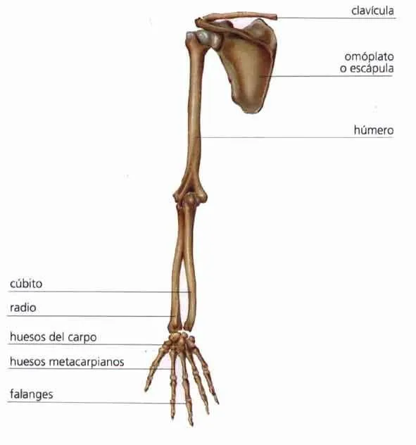 CIENCIAS NATURALES LA UNION: ESQUELETO APENDICULAR